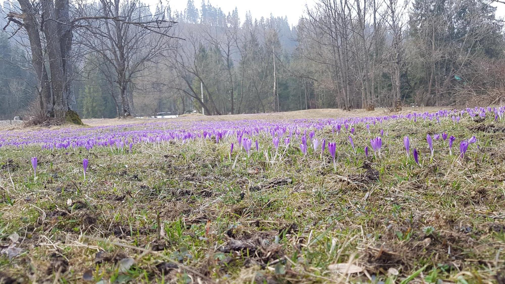 Dom Na Skraju Lasu Jurgów Exterior foto