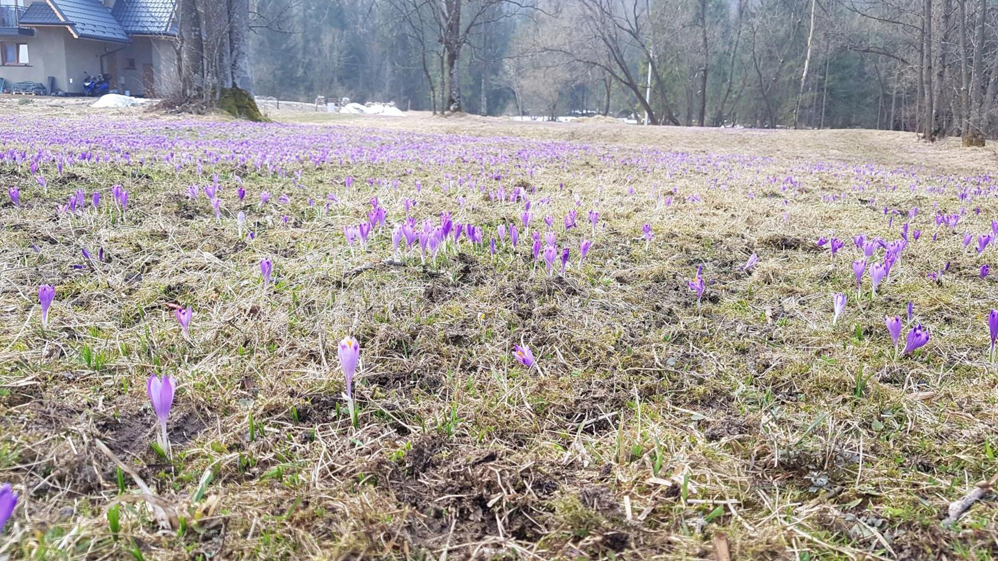 Dom Na Skraju Lasu Jurgów Exterior foto